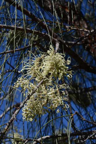 APII jpeg image of Hakea lorea  © contact APII