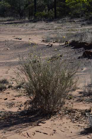 APII jpeg image of Ozothamnus diotophyllus  © contact APII