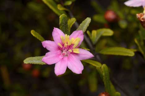 APII jpeg image of Phebalium sp. Carnarvon-Isla Gorges  © contact APII