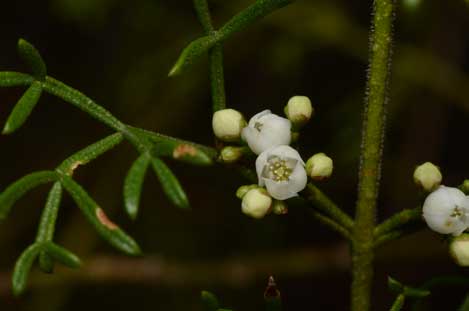 APII jpeg image of Boronia bipinnata  © contact APII