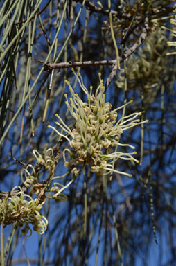 APII jpeg image of Hakea lorea  © contact APII