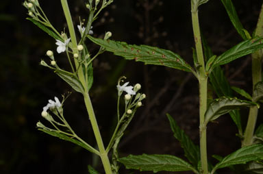 APII jpeg image of Teucrium corymbosum  © contact APII