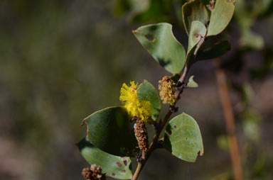 APII jpeg image of Acacia julifera subsp. curvinervia  © contact APII