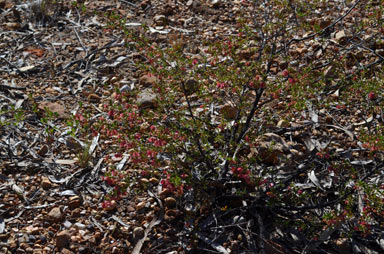 APII jpeg image of Dodonaea peduncularis  © contact APII