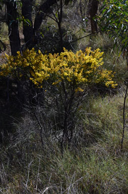 APII jpeg image of Acacia conferta  © contact APII