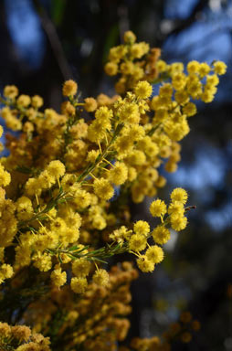 APII jpeg image of Acacia conferta  © contact APII