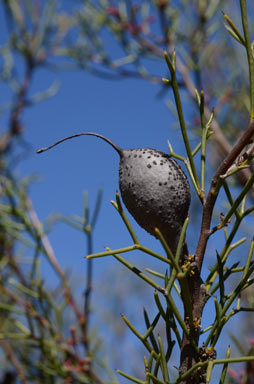 APII jpeg image of Hakea purpurea  © contact APII