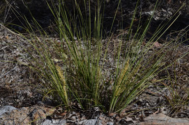 APII jpeg image of Lomandra confertifolia subsp. pallida  © contact APII