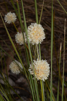 APII jpeg image of Lomandra leucocephala subsp. leucocephala  © contact APII