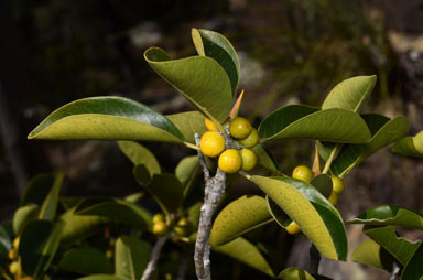 APII jpeg image of Ficus virens var. virens  © contact APII