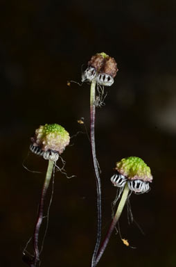 APII jpeg image of Asterella drummondii  © contact APII