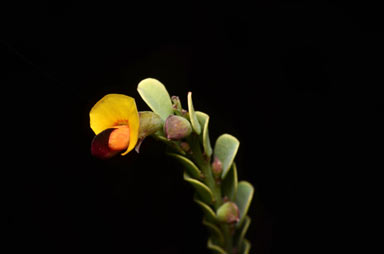 APII jpeg image of Bossiaea concolor  © contact APII