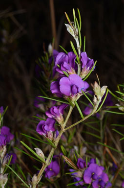 APII jpeg image of Mirbelia speciosa subsp. ringrosei  © contact APII