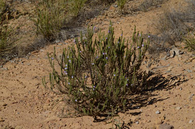 APII jpeg image of Chloanthes parviflora  © contact APII