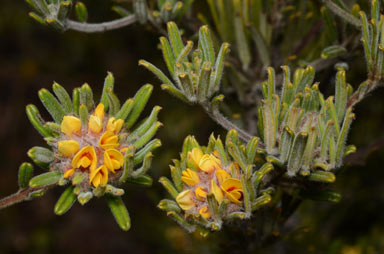 APII jpeg image of Pultenaea petiolaris  © contact APII