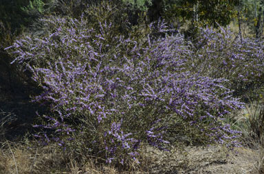 APII jpeg image of Hovea parvicalyx  © contact APII