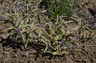 APII jpeg image of Solanum esuriale  © contact APII