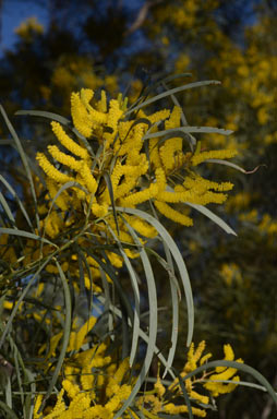 APII jpeg image of Acacia shirleyi  © contact APII