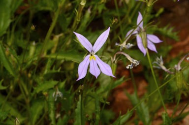 APII jpeg image of Isotoma petraea  © contact APII