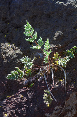 APII jpeg image of Cheilanthes brownii  © contact APII