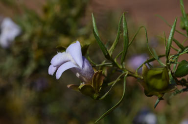 APII jpeg image of Eremophila linsmithii  © contact APII