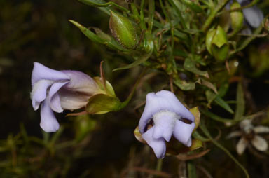 APII jpeg image of Eremophila linsmithii  © contact APII