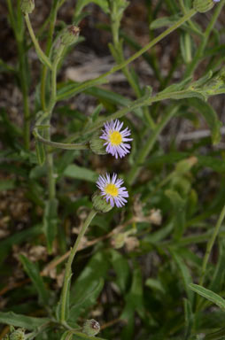 APII jpeg image of Vittadinia hispidula  © contact APII