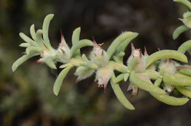 APII jpeg image of Sclerolaena bicornis var. horrida  © contact APII