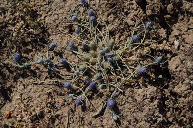 APII jpeg image of Eryngium plantagineum  © contact APII