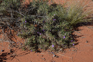 APII jpeg image of Eremophila gilesii subsp. gilesii  © contact APII