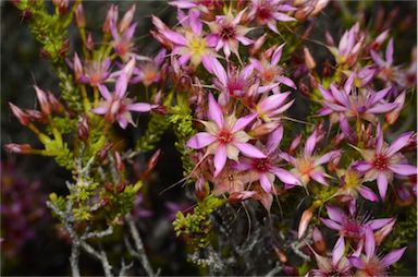 APII jpeg image of Calytrix carinata  © contact APII