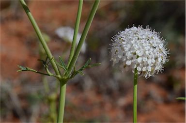 APII jpeg image of Trachymene glaucifolia  © contact APII