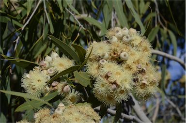 APII jpeg image of Corymbia terminalis  © contact APII