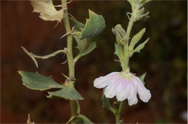 APII jpeg image of Scaevola parvibarbata  © contact APII