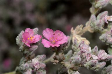 APII jpeg image of Frankenia serpyllifolia  © contact APII