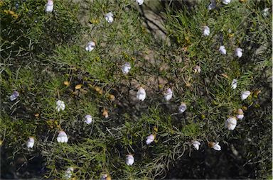 APII jpeg image of Eremophila linsmithii  © contact APII