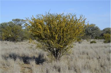 APII jpeg image of Acacia tetragonophylla  © contact APII