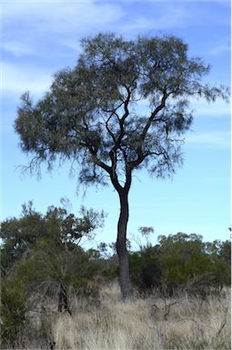 APII jpeg image of Grevillea striata  © contact APII