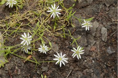 APII jpeg image of Stellaria angustifolia subsp. angustifolia  © contact APII