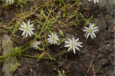 APII jpeg image of Stellaria angustifolia subsp. angustifolia  © contact APII