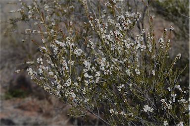 APII jpeg image of Thryptomene hexandra  © contact APII