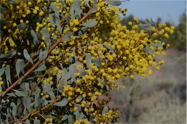 APII jpeg image of Acacia decora  © contact APII