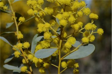 APII jpeg image of Acacia decora  © contact APII