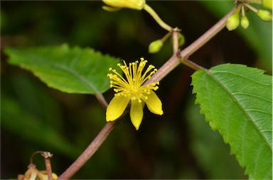 APII jpeg image of Corchorus cunninghamii  © contact APII