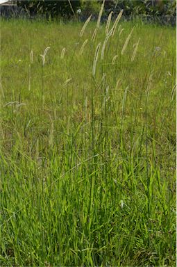 APII jpeg image of Setaria sphacelata  © contact APII