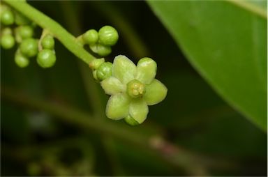 APII jpeg image of Endiandra floydii  © contact APII