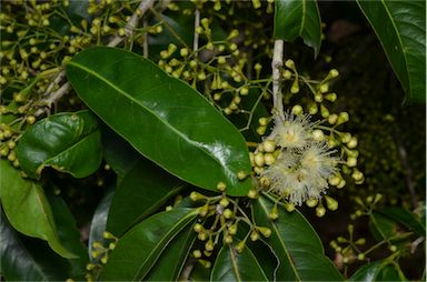 APII jpeg image of Syzygium tierneyanum  © contact APII