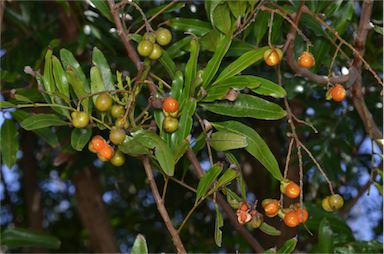 APII jpeg image of Cupaniopsis baileyana  © contact APII