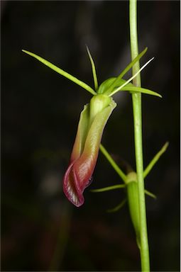 APII jpeg image of Cryptostylis subulata  © contact APII