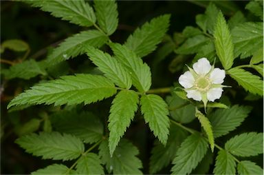 APII jpeg image of Rubus rosifolius var. rosifolius  © contact APII